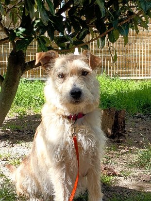 Adopter Bleuenn