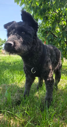 Adopter Blix