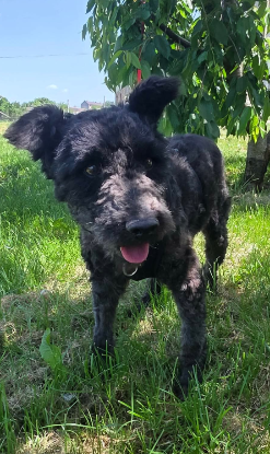 Adopter Blix