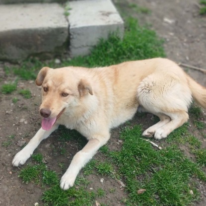 Adopter Blonda