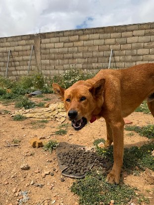 Adopter Bonacho