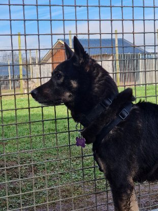 Adopter Bonnie