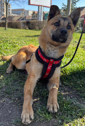 Adopter Boon