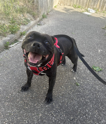 Adopter Boulette