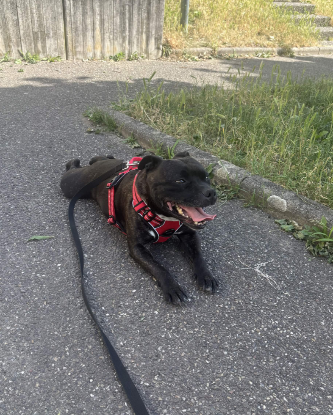 Adopter Boulette