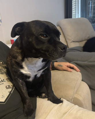 Adoption Boulette
