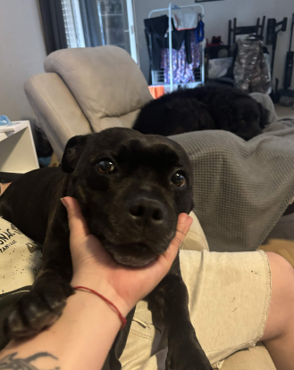 Adoption Boulette