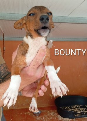Adopter Bounty