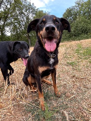 Adopter Break