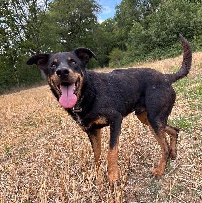 Adopter Break