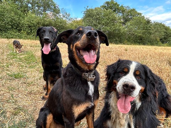 Adoption Break