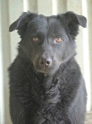 Adopter Brianna