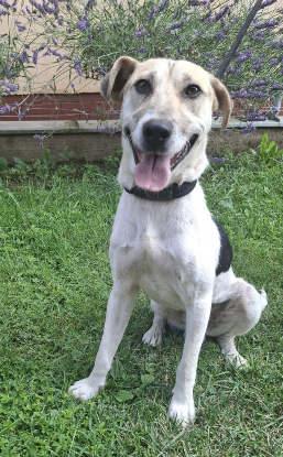 Adopter Bronx