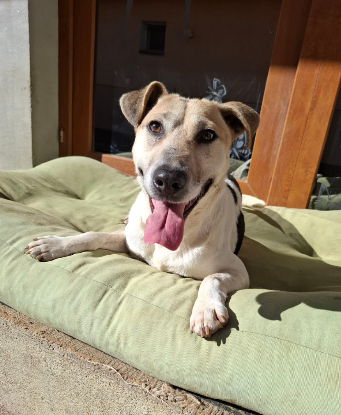 Adopter Bronx