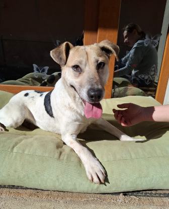 Adoption Bronx