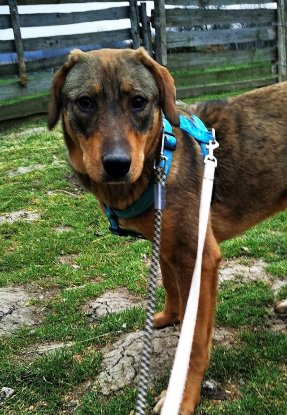 Adopter Broonize