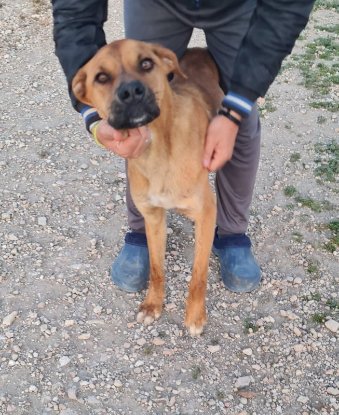 Adopter Brownie