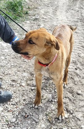 Adopter Brownie