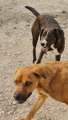 Adoption Brownie