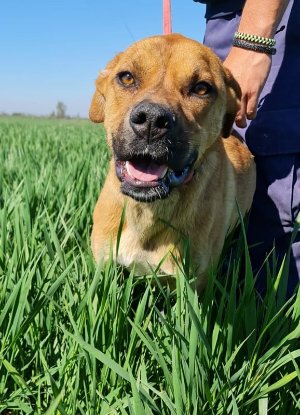 Adoption Brownie