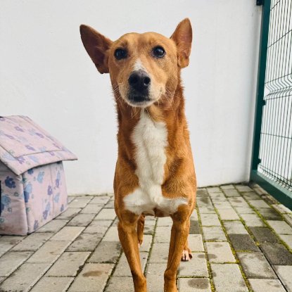 Adopter Bruni