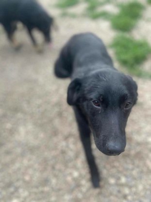 Adopter Bruno