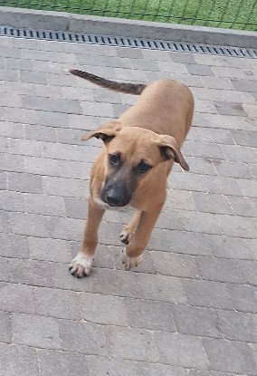 Adopter Bubba