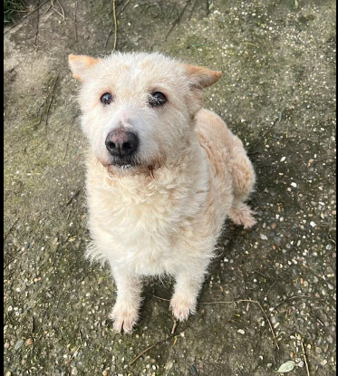 Adopter Bubulina