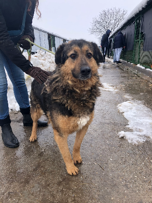 Adopter Bucky