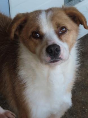 Adopter Bumper