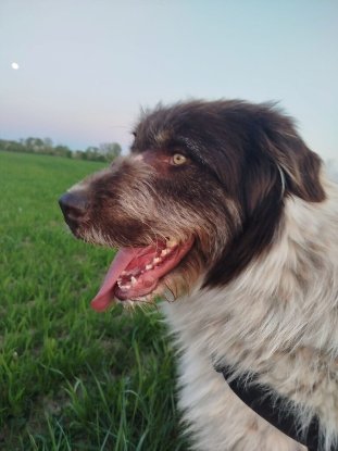 Adopter Burton