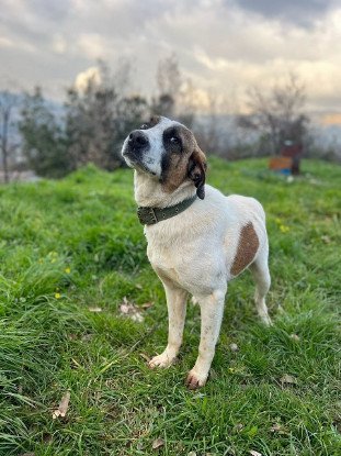 Adopter Butters