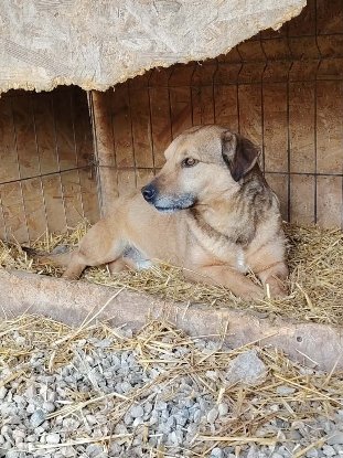 Adopter Buzz