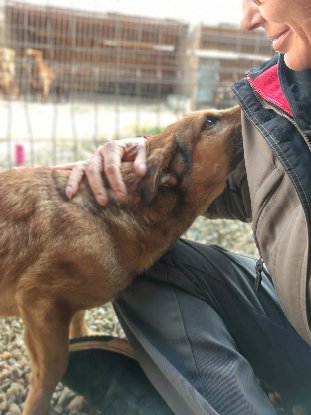 Adopter Buzz