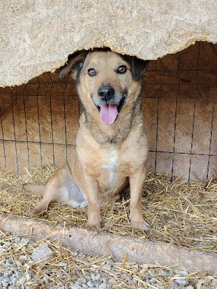 Adoption Buzz