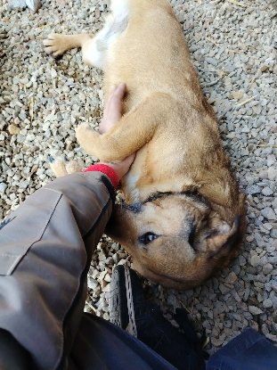 Adoption Buzz