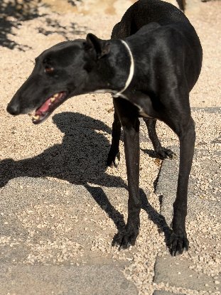 Adopter Cacahuete