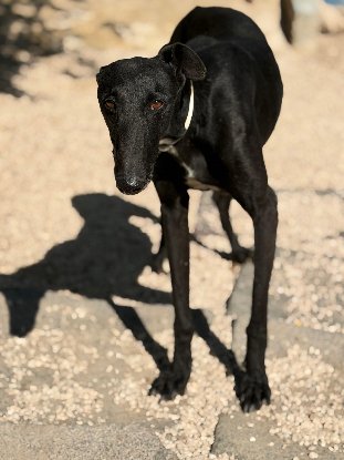 Adopter Cacahuete