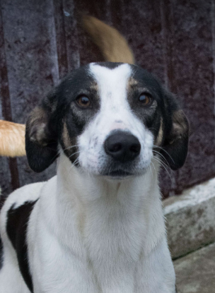 Adopter Calla
