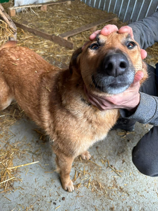 Adopter Calou