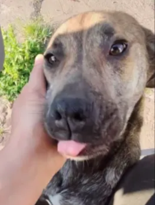 Adopter Calypso