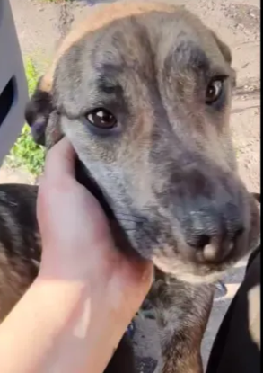Adopter Calypso