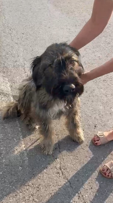 Adopter Candie