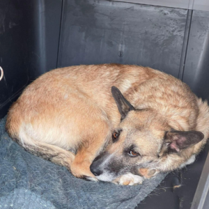 Adopter Carla