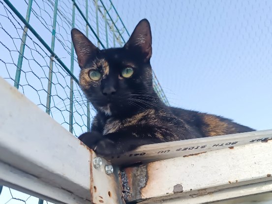 Adopter Carmen