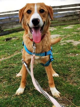 Adopter Casie