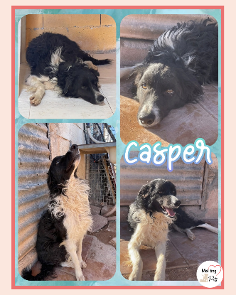 Adopter Casper