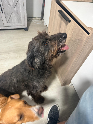 Adopter Celeste