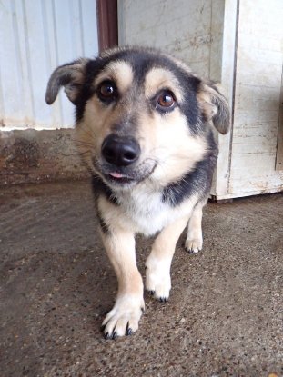Adopter Cerruti