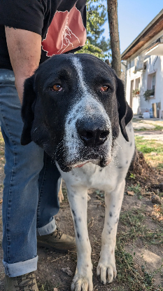 Adopter Chamallow